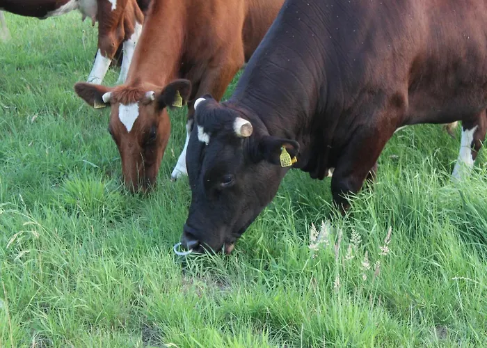 Cozy Countryside Getaway Vakantiehuis